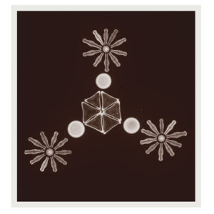 Wayne Barrar, Arranged diatoms including Didymosphenia, 2014